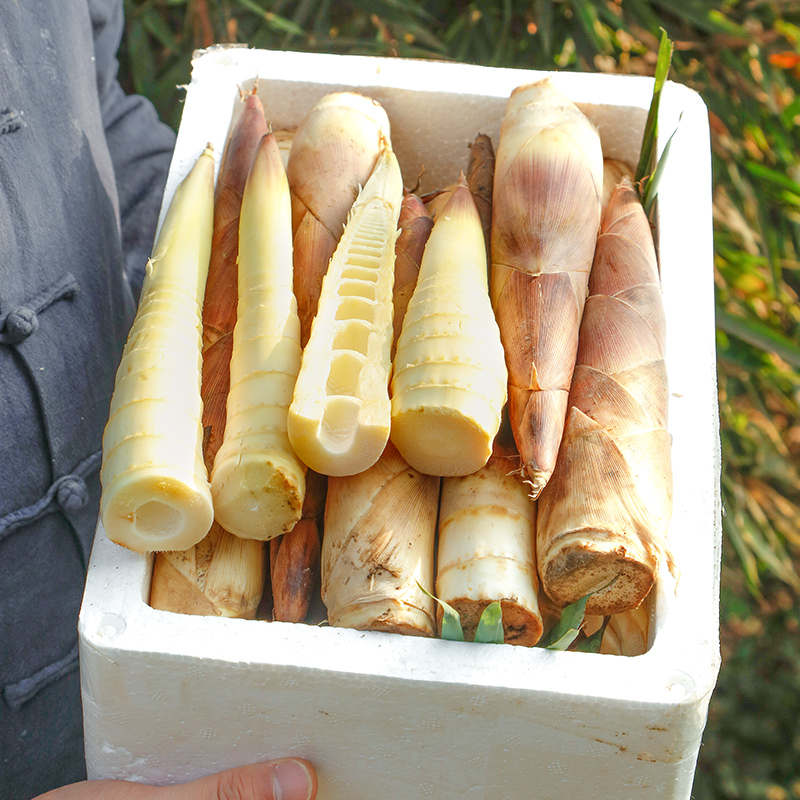 新鲜嫩春笋 丨新鲜现挖农家本地雷竹笋 切老根