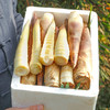 新鲜嫩春笋 丨新鲜现挖农家本地雷竹笋 切老根 商品缩略图0