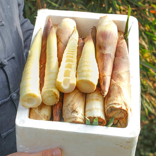 新鲜嫩春笋 丨新鲜现挖农家本地雷竹笋 切老根 商品图0
