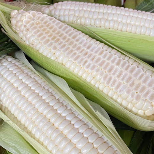 顺丰为主【福建牛奶玉米】鲜嫩多汁、颗粒饱满、可以生熟两吃的香甜玉米！ 商品图2