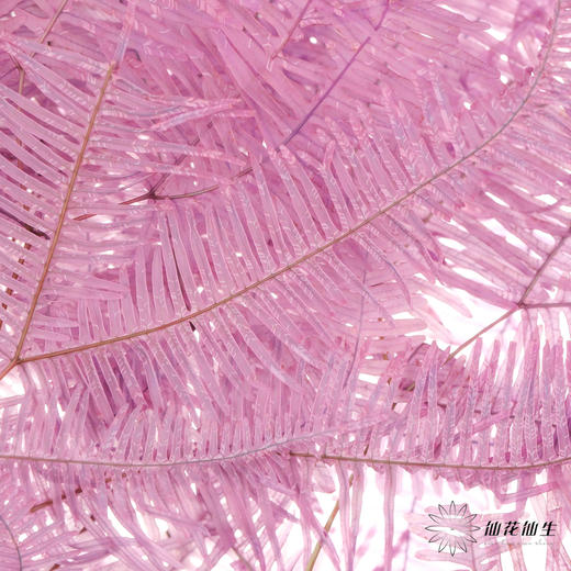 永生花材 | 芒其叶紫色 商品图0