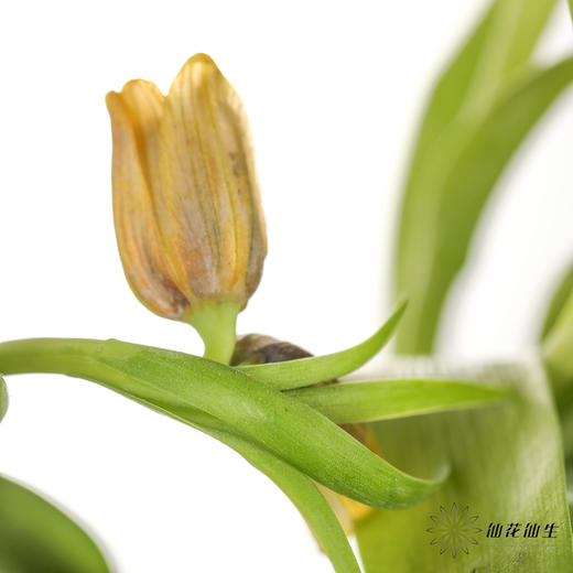 荷兰花材 | 葡萄贝母 Uva Vulpis （运输途中出现黄叶不售后） 商品图2