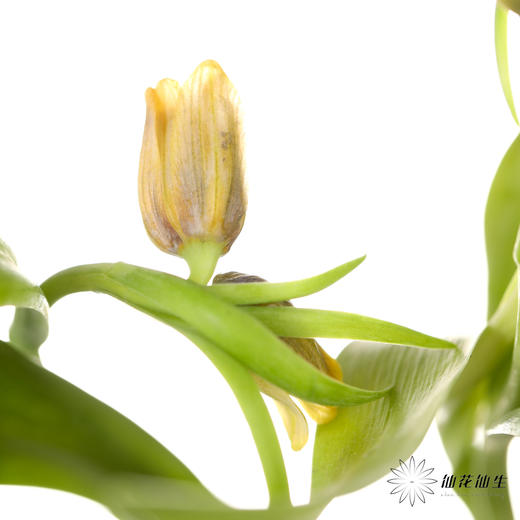 荷兰花材 | 葡萄贝母 Uva Vulpis （运输途中出现黄叶不售后） 商品图5