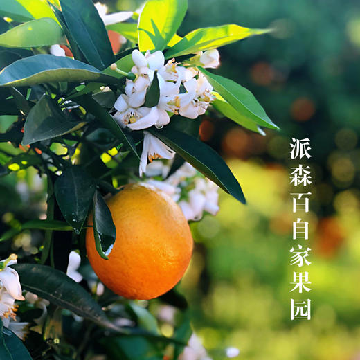 派森百鲜榨橙汁 锥汁压榨 果味醇正 营养健康鲜美果汁 酸甜解腻 多品种鲜橙组合 休闲聚会餐桌饮品 商品图3