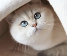 让猫咪长寿的七个方法