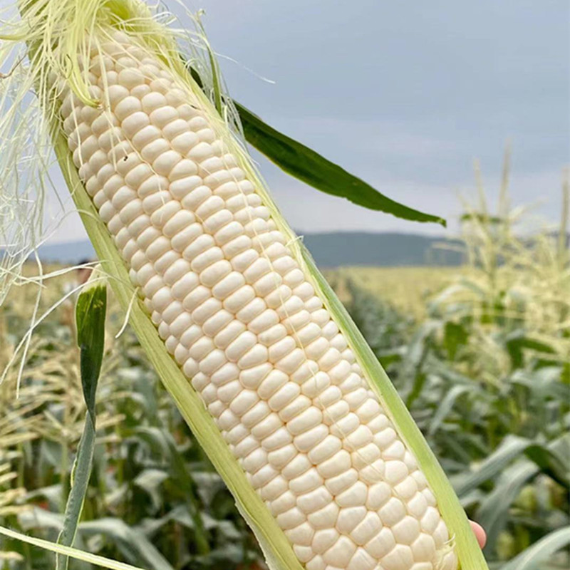顺丰为主【福建牛奶玉米】鲜嫩多汁、颗粒饱满、可以生熟两吃的香甜玉米！