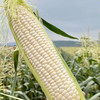 顺丰为主【福建牛奶玉米】鲜嫩多汁、颗粒饱满、可以生熟两吃的香甜玉米！ 商品缩略图0