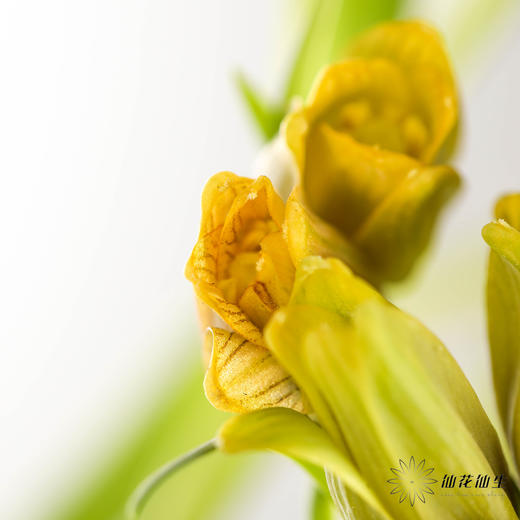 荷兰花材 | 葡萄贝母 Uva Vulpis （运输途中出现黄叶不售后） 商品图3