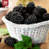 【品质精选】德昌鲜桑葚3斤装 省外专拍 商品缩略图3