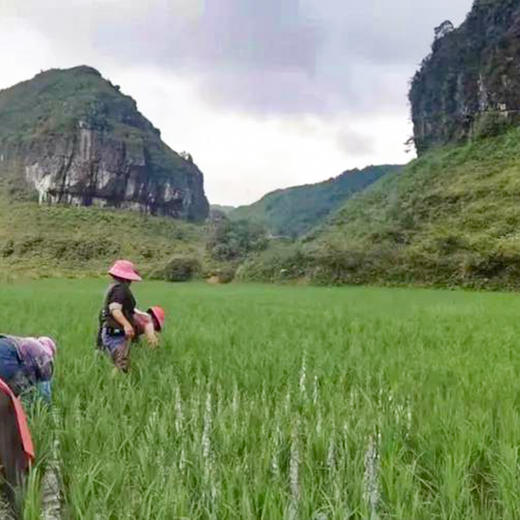 【凤品优选】 贵州闲土农场 黑福稻 500g*5/提 特级糙米/胚芽米  千载古稻 含胚芽651项农残未检出 商品图3