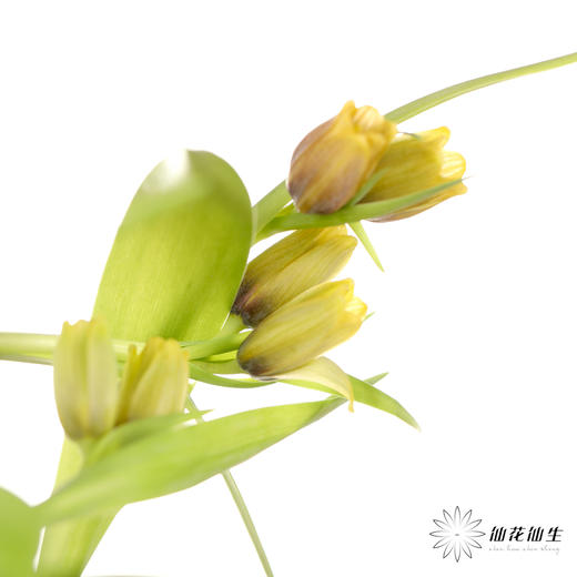 荷兰花材 | 葡萄贝母 Uva Vulpis （运输途中出现黄叶不售后） 商品图7