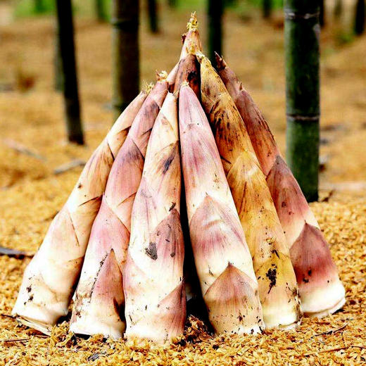 新鲜嫩春笋 丨新鲜现挖农家本地雷竹笋 切老根 商品图1