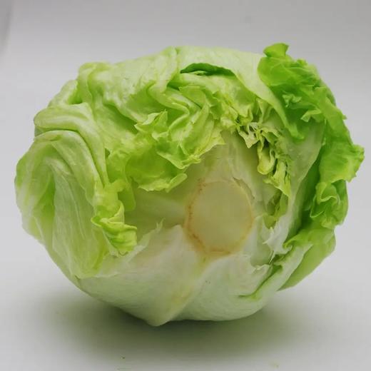 球生菜 商品图0