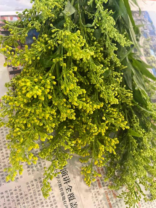 黄莺 约4-5支/小扎 商品图9