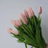 荷兰进口花材水蜜桃郁金香10支 商品缩略图5