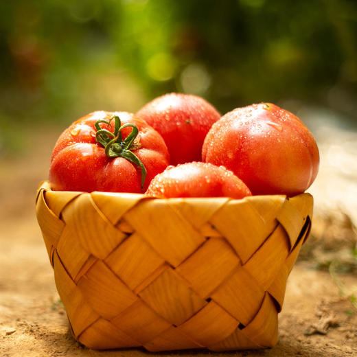 普罗旺斯水果西红柿 | 山人优选【京东包邮】沙甜可口，汁水丰盈！农家良心食材、无催红、无农药、无残留 商品图4