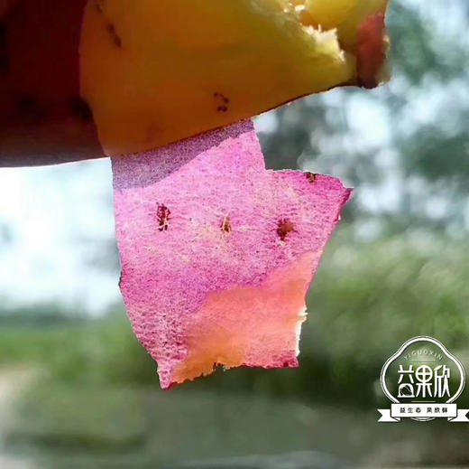 〔产地直发包邮04〕高原甜糯红薯/板栗红薯 商品图3