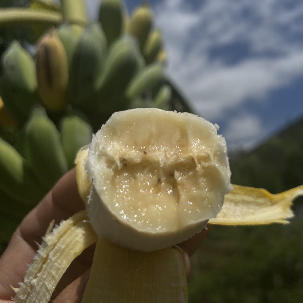 五指山 野生芭蕉