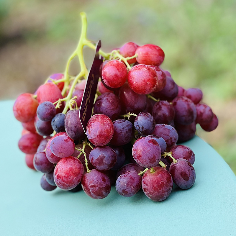哇,打开盖子香气扑鼻,粉红娇艳小葡萄,轻咬一口一股浓浓的桂花香