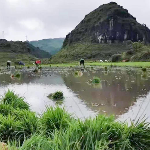 【凤品优选】 贵州闲土农场 黑福稻 500g*5/提 特级糙米/胚芽米  千载古稻 含胚芽651项农残未检出 商品图6