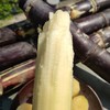 产地直发 | 广西黑皮甘蔗新鲜 脆甜杆应当季特产 商品缩略图1