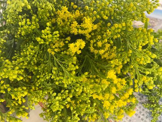 黄莺 约4-5支/小扎 商品图8