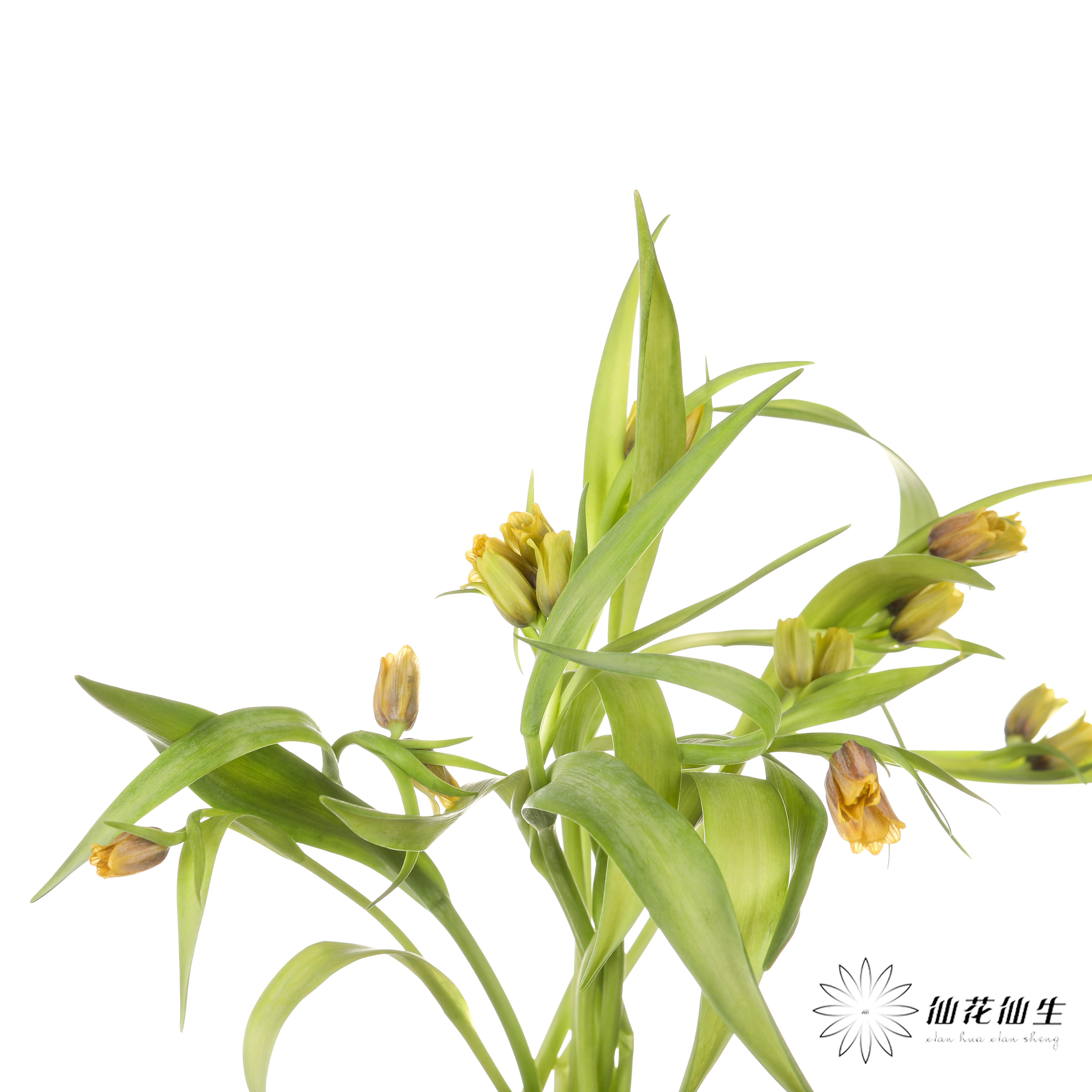 荷兰花材 | 葡萄贝母 Uva Vulpis （运输途中出现黄叶不售后）