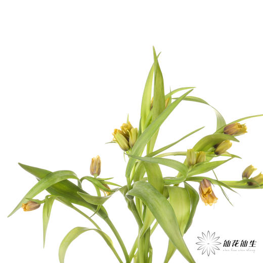荷兰花材 | 葡萄贝母 Uva Vulpis （运输途中出现黄叶不售后） 商品图0