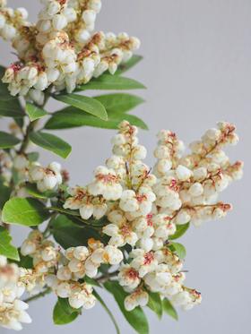 配花 | 山里白【易掉花，介意慎拍】