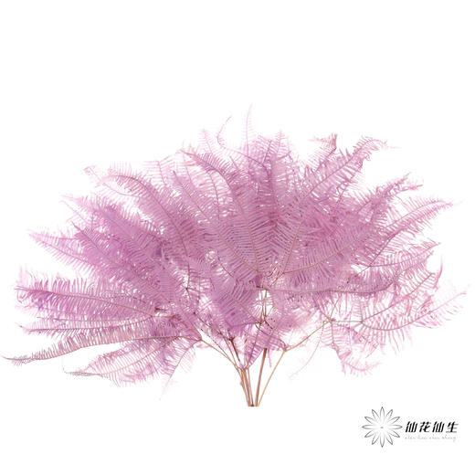 永生花材 | 芒其叶紫色 商品图1