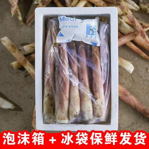 新鲜嫩春笋 丨新鲜现挖农家本地雷竹笋 切老根 商品图2