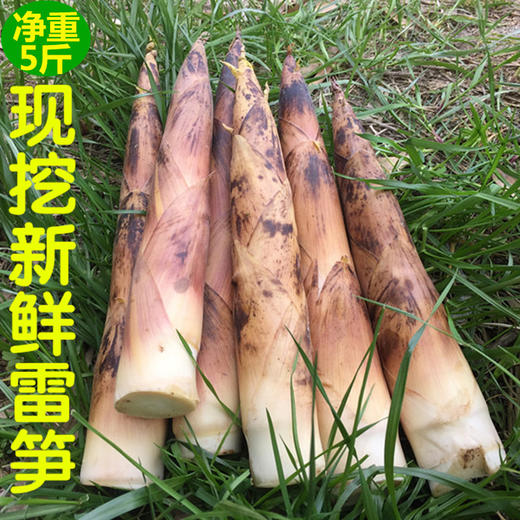 新鲜嫩春笋 丨新鲜现挖农家本地雷竹笋 切老根 商品图4