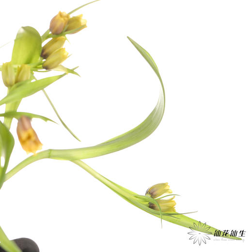 荷兰花材 | 葡萄贝母 Uva Vulpis （运输途中出现黄叶不售后） 商品图4