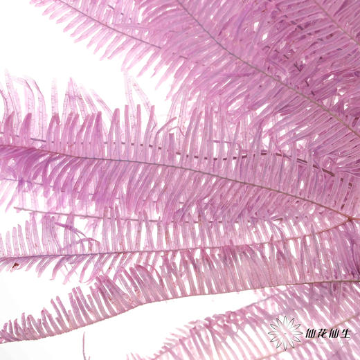 永生花材 | 芒其叶紫色 商品图2
