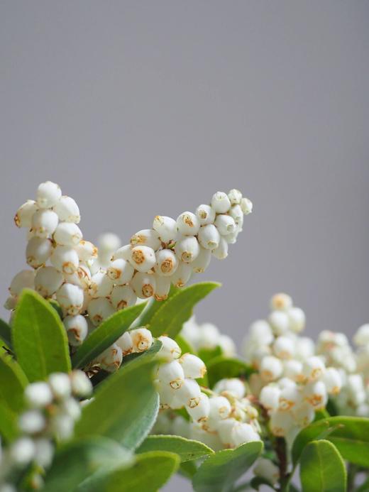 配花 | 山里白【易掉花，介意慎拍】 商品图4