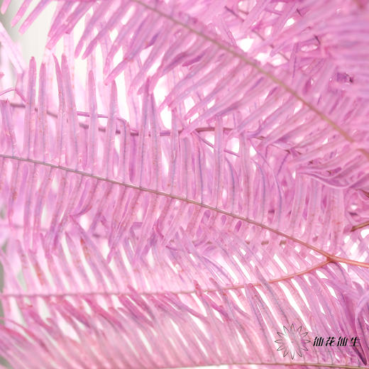 永生花材 | 芒其叶紫色 商品图3