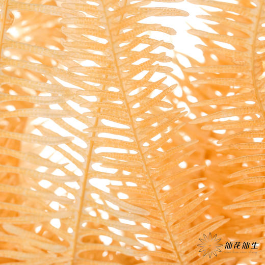 永生花材 | 芒其叶香槟色 商品图3