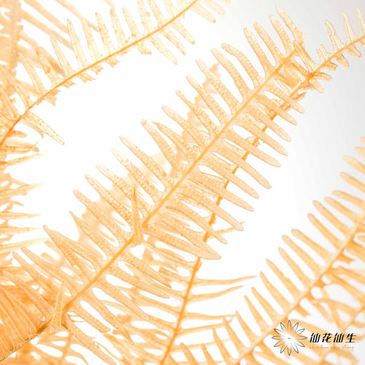 永生花材 | 芒其叶香槟色 商品图4