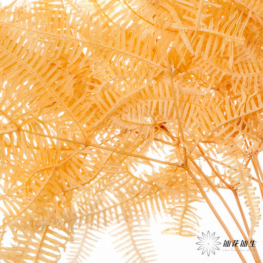 永生花材 | 芒其叶香槟色 商品图0