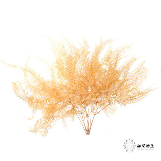 永生花材 | 芒其叶香槟色 商品图1