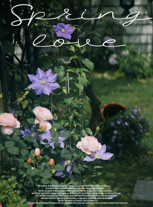 【绿植现货】1加仑铁线莲50（现货 下单即可到店自提） 商品图14