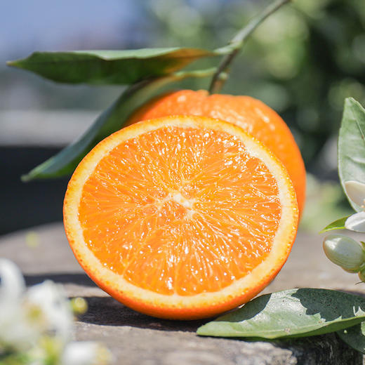 限量15份精选大果伦晚帝王橙大果现摘现发自家果园橙子不打蜡80以上