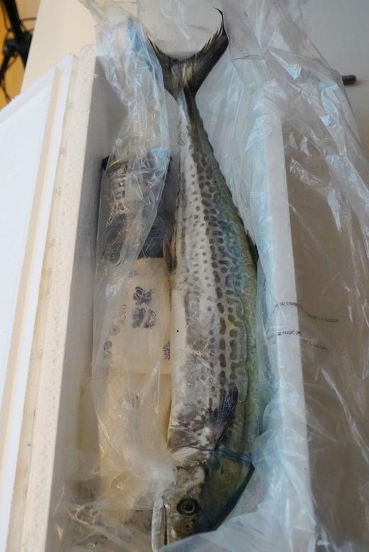 【肥嫩鲜润】 宁波鰆鯃/川乌鱼 当日鲜捕 优中选优 冰鲜到家 商品图5