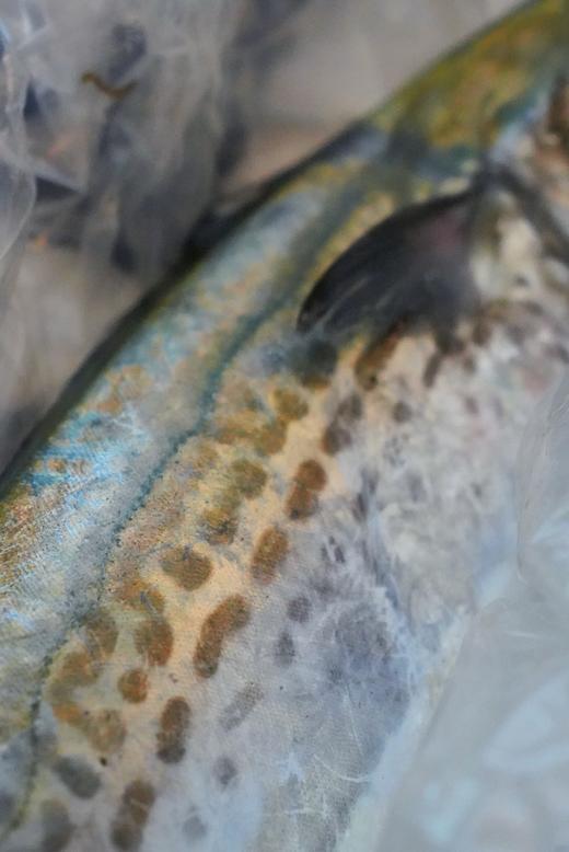 【肥嫩鲜润】 宁波鰆鯃/川乌鱼 当日鲜捕 优中选优 冰鲜到家 商品图3