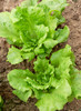 自产/有机生菜 商品缩略图3