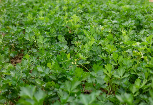 自产/有机芹菜 商品图3