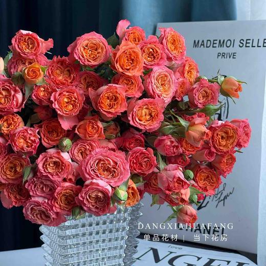 【AB级橙铃铛多头玫瑰】10支/份 长约60-65cm 商品图4