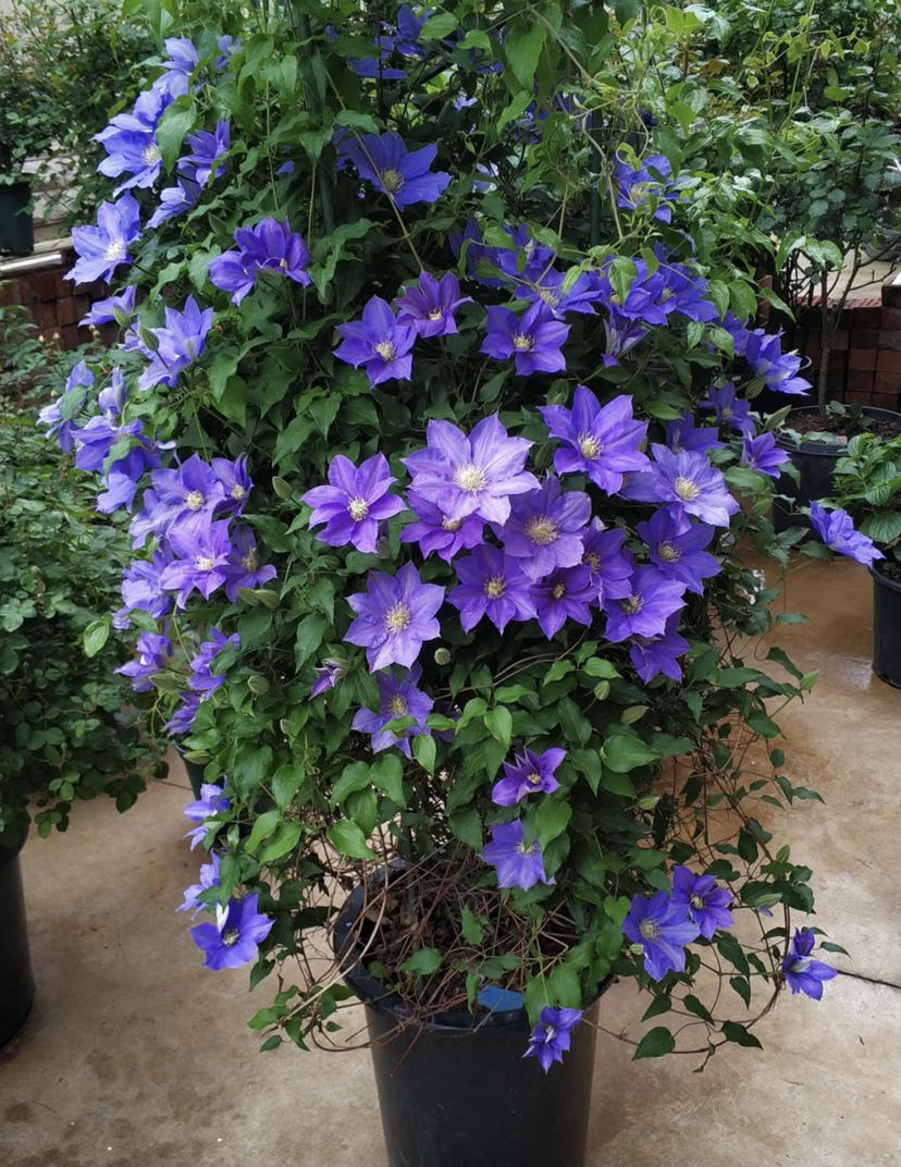 【绿植现货】仙女紫铁线莲hf杨60 (现货 下单即可到店自提)