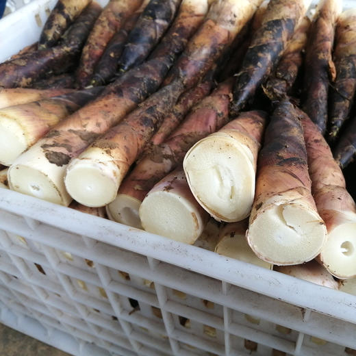 『明月村雷竹笋』现挖现发，鲜嫩甘甜，熊猫都爱吃的笋 商品图6