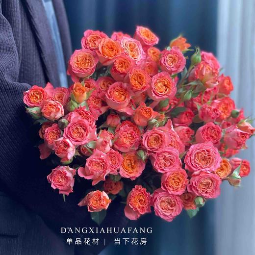 【AB级橙铃铛多头玫瑰】10支/份 长约60-65cm 商品图6